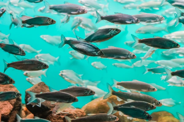 The Fish Blog