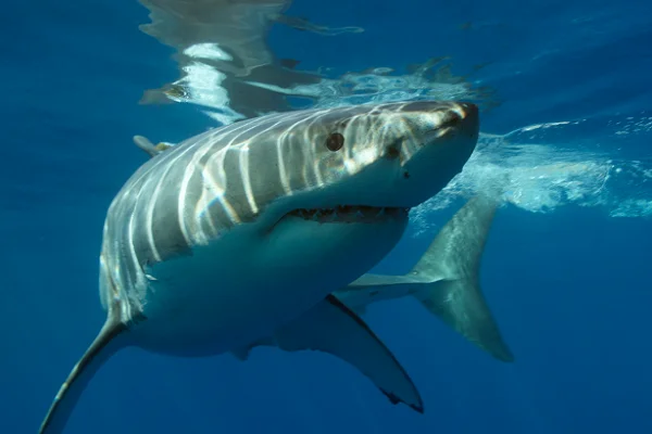 What Purpose Do Sharks Have Tongues