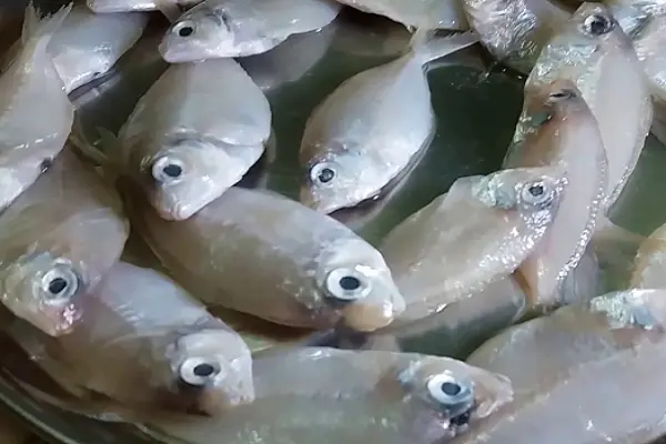 Karapodi / Khapi Fish