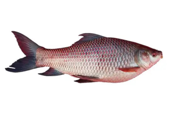 Rohu Fish in Tamil