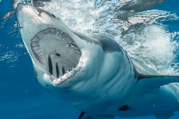 Do Sharks Have Tongues