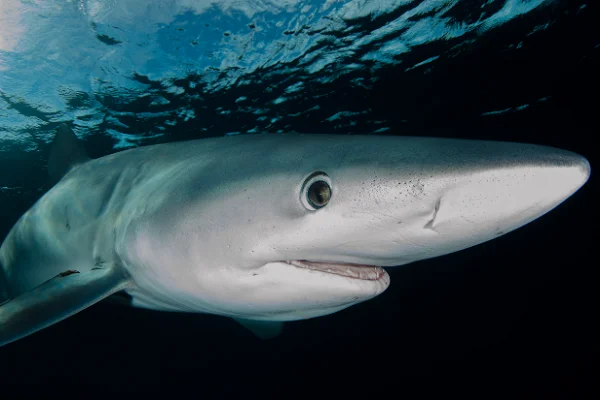 Do Sharks Have Tongues? 🦈 The Answer Might Surprise You