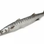 Sheelavu / Sheela Fish In English