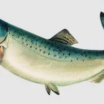 Salmon Fish In Tamil Name