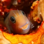 Bicolor Blenny