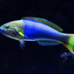 Do Fish Have A Brain?