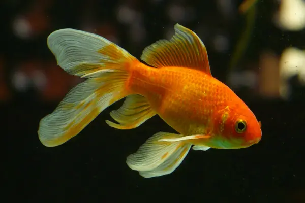 Treat Swim Bladder Disease