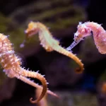 What Do Seahorses Eat In The Ocean