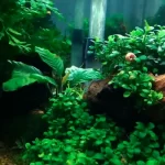Anubias Nana - Fish Tank Plants